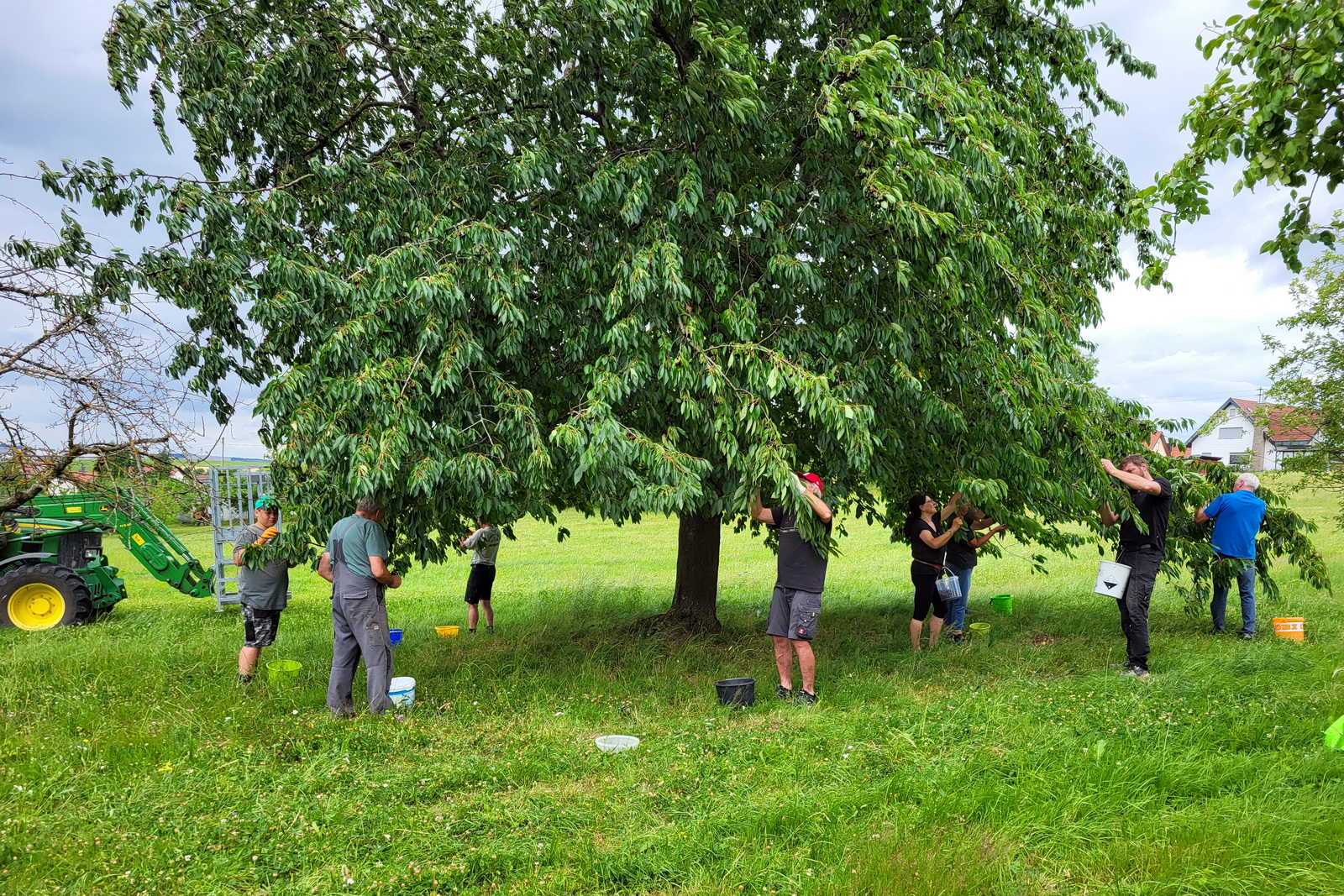 Kirschenernte auf dem Lauchhof