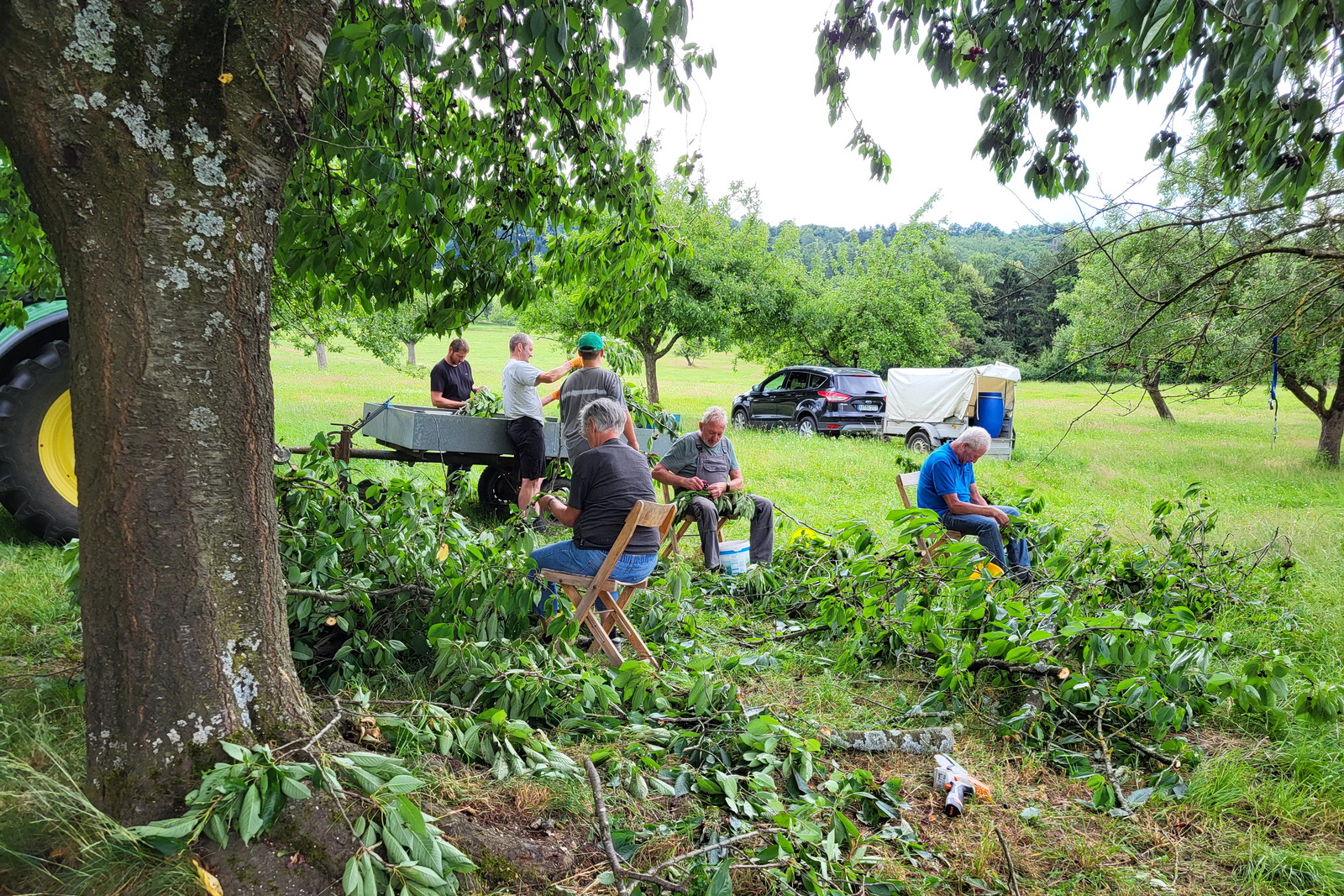 Kirschenernte auf dem Lauchhof