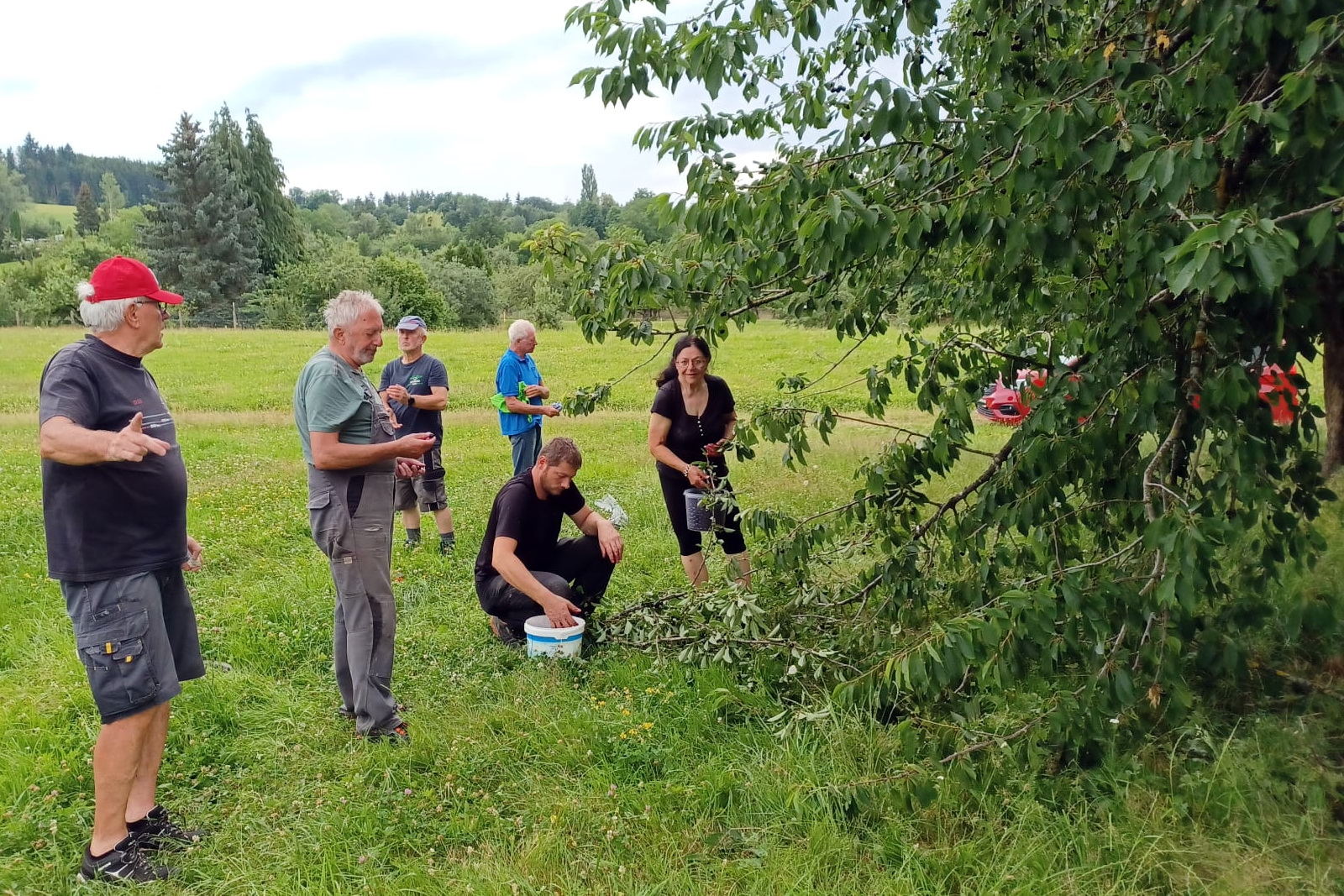 Kirschenernte auf dem Lauchhof
