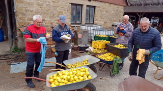 Quittenernte auf dem Lauchhof