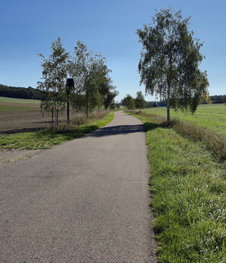 Pflanzaktion Birkenallee Kitzing